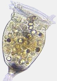  Vorticella -- A single-celled
 protistan which lives in water 