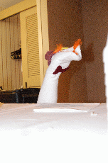 CVG2008