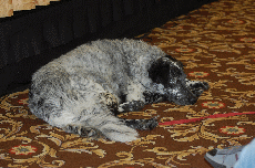 Minicon 44